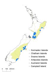 Alisma lanceolatum distribution map based on databased records at AK, CHR, NZFRI, OTA, WAIK & WELT.
 Image: K.Boardman © Landcare Research 2020 CC BY 4.0
